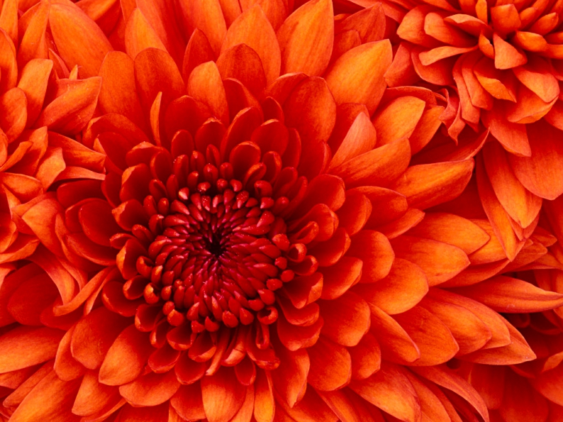 chrysanthemum716.jpg
